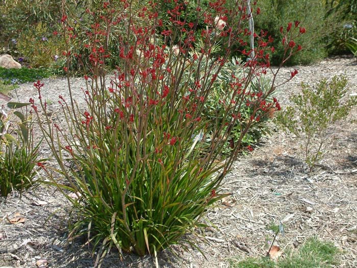 Anigozanthos flavidus 'Regal Claw'