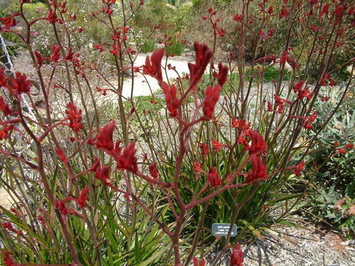 Plant photo of: Anigozanthos flavidus 'Regal Claw'