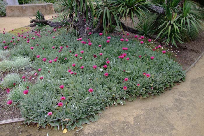 Plant photo of: Arctotis hybrids  'Big Magenta'