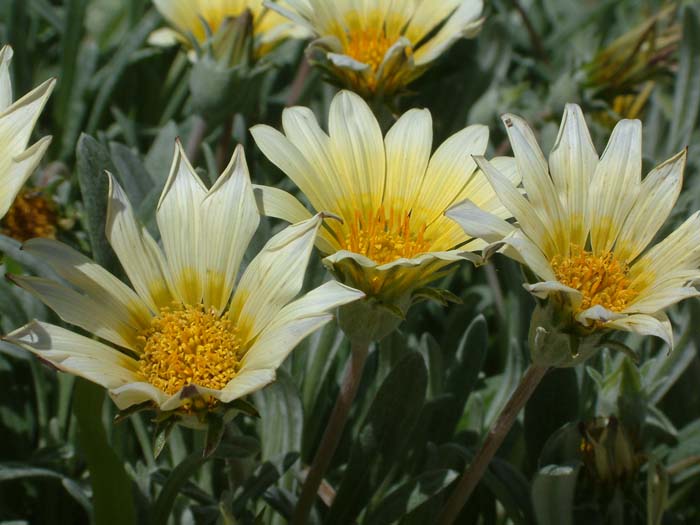 Arctotis hybrids 'Cream'