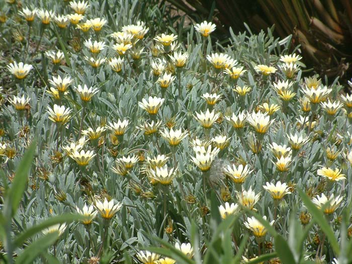 Plant photo of: Arctotis hybrids 'Cream'