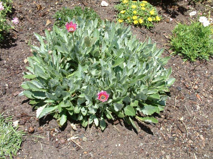 Arctotis hybrids 'Wine'