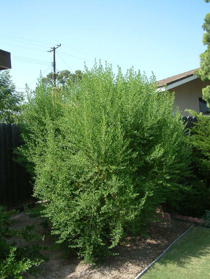 Baccharis pilularis v. consangunineum