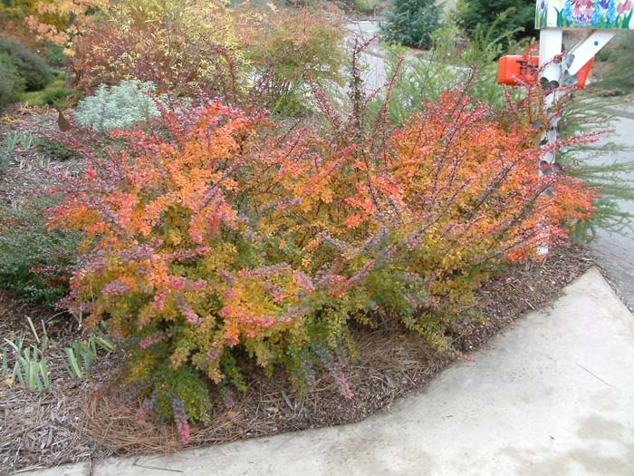 Berberis thunbergii