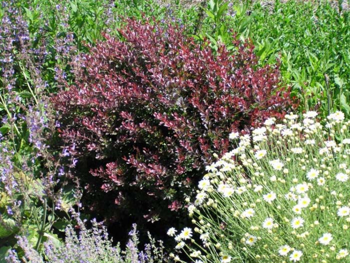 Berberis thunbergii 'Royal Burgundy'