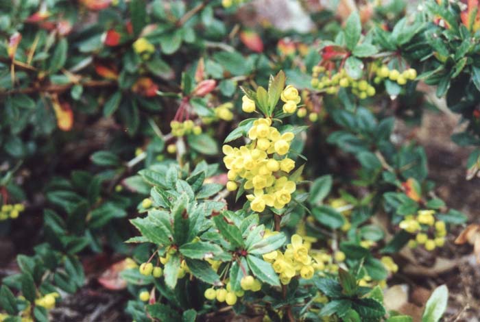 Berberis thunbergii 'William Penn'