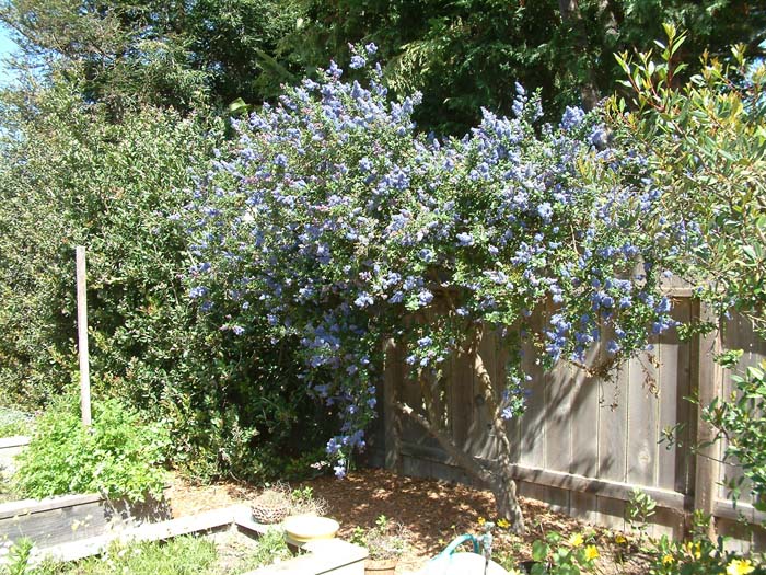 Ceanothus 'Frosty Blue'