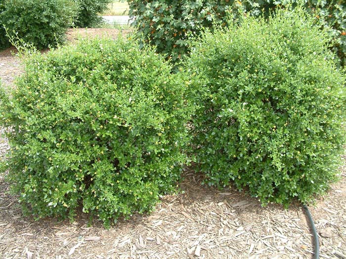 Ceanothus 'Glore de Versailles'