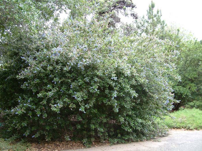 Ceanothus 'Ray Hartman'