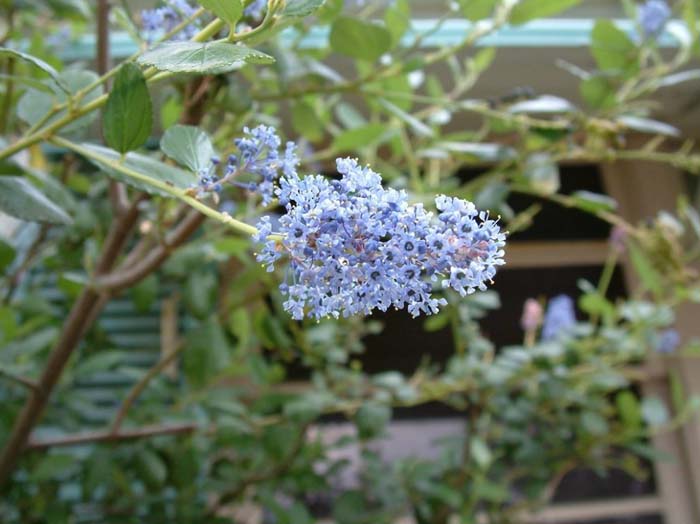 Plant photo of: Ceanothus 'Ray Hartman'