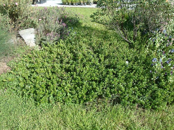 Ceanothus gloriosus