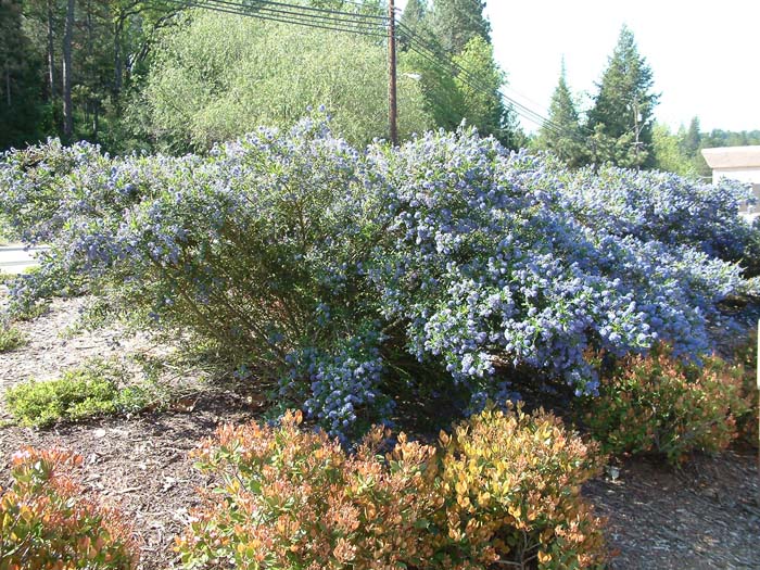 Plant photo of: Ceanothus gloriosus