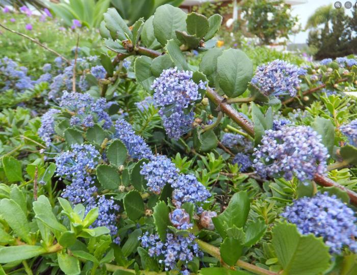 Ceanothus gloriosus 'Anchor Bay'