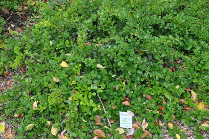 Plant photo of: Ceanothus gloriosus 'Anchor Bay'