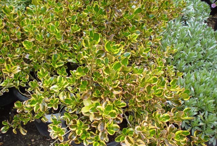 Coprosma petriei 'Verde Vista'
