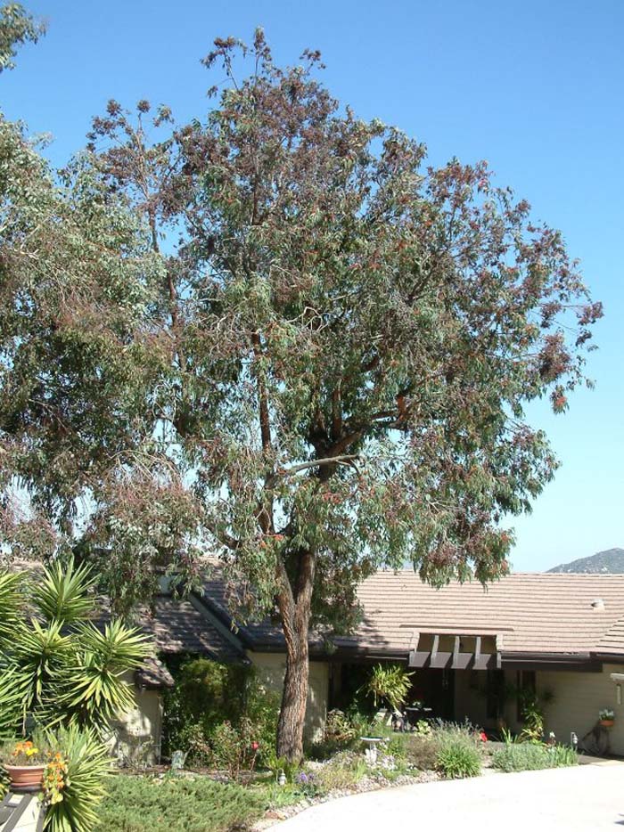 Eucalyptus torquata