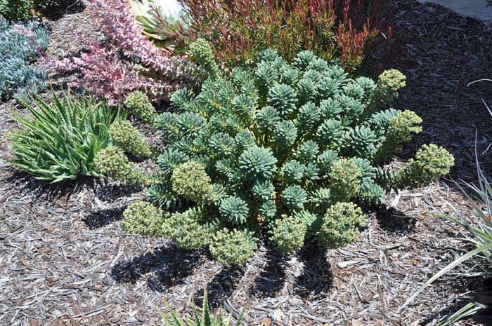 Euphorbia characias 'Portuguese Velvet'