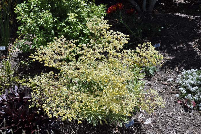 Euphorbia characias 'Tasmanian Tiger'