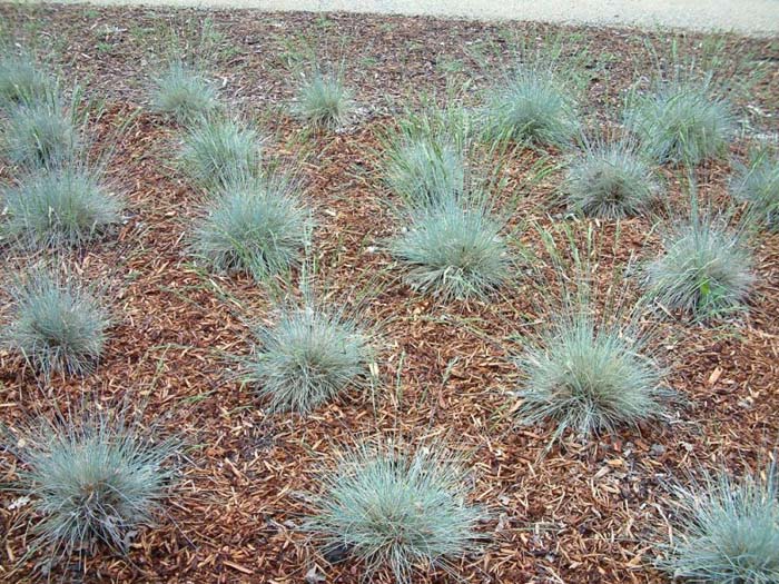 Festuca californica 'Serpentine Blue'