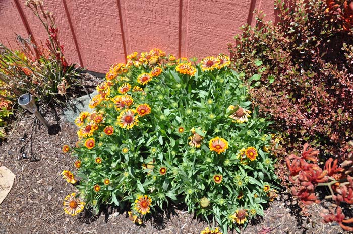 Gaillardia 'Fanfare'