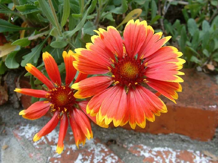 Gaillardia X grandiflora