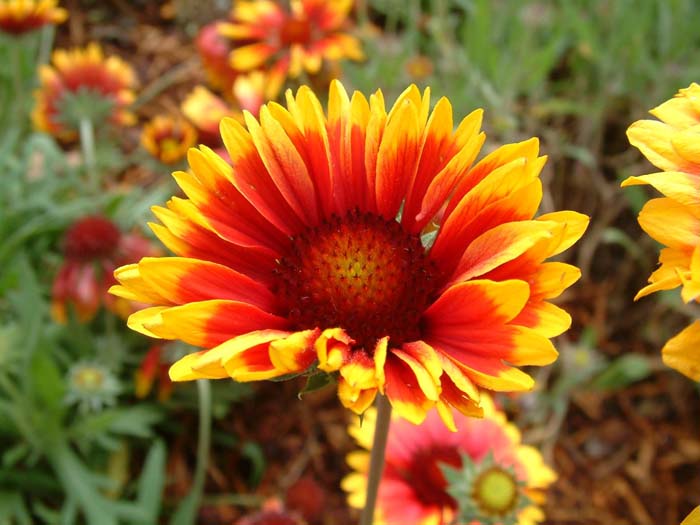 Gaillardia X grandiflora 'Goblin'