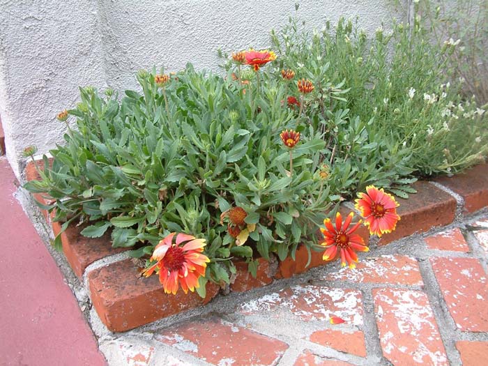 Plant photo of: Gaillardia X grandiflora 'Goblin'