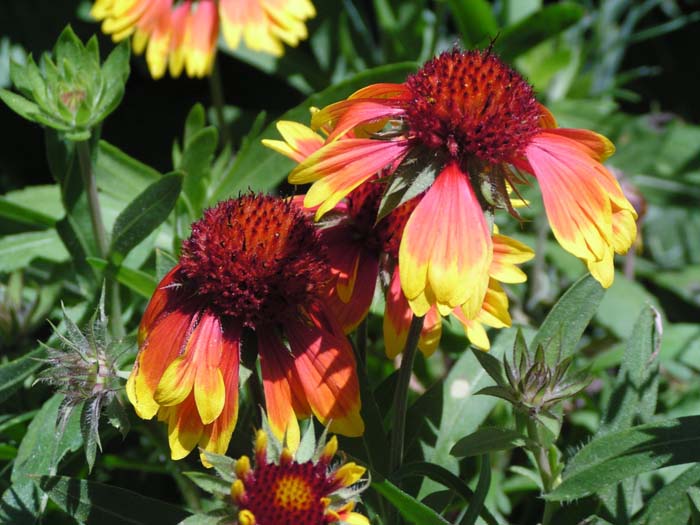 Plant photo of: Gaillardia aristata