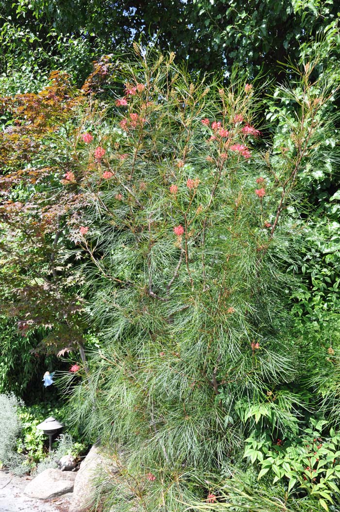 Grevillea 'Long John'