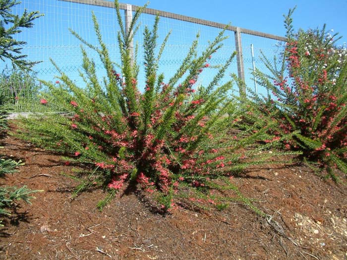 Grevillea 'Canberra Gem'