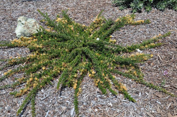 Grevillea 'Molonglo'