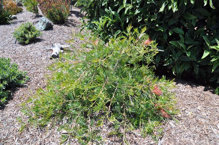 Grevillea 'Robyn Gordon'