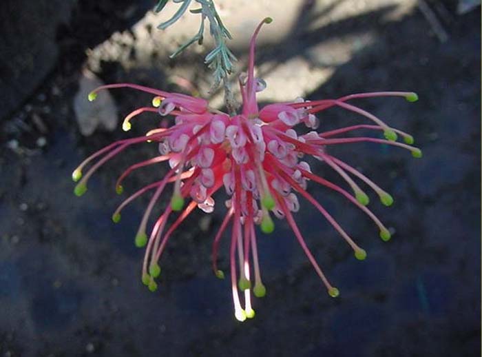 Plant photo of: Grevillea thelemanniana