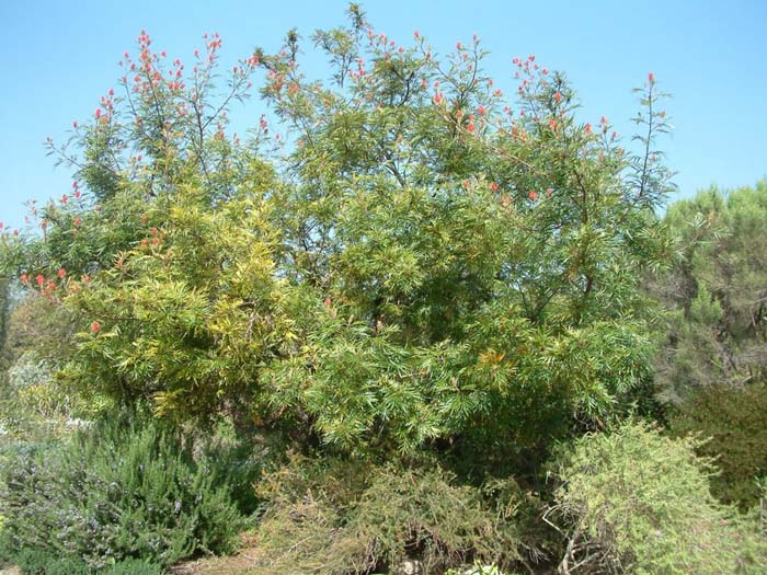 Grevillea banksii