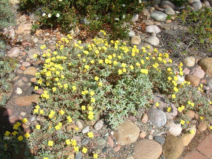 Helianthemum nummularium 'Yellow'