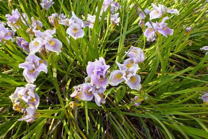 Purple and White Pacific Coast Iris