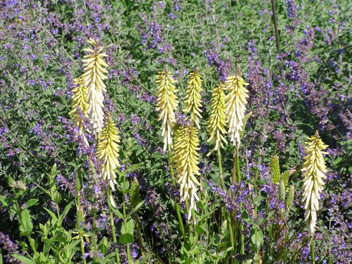 Kniphofia 'Little Maid'