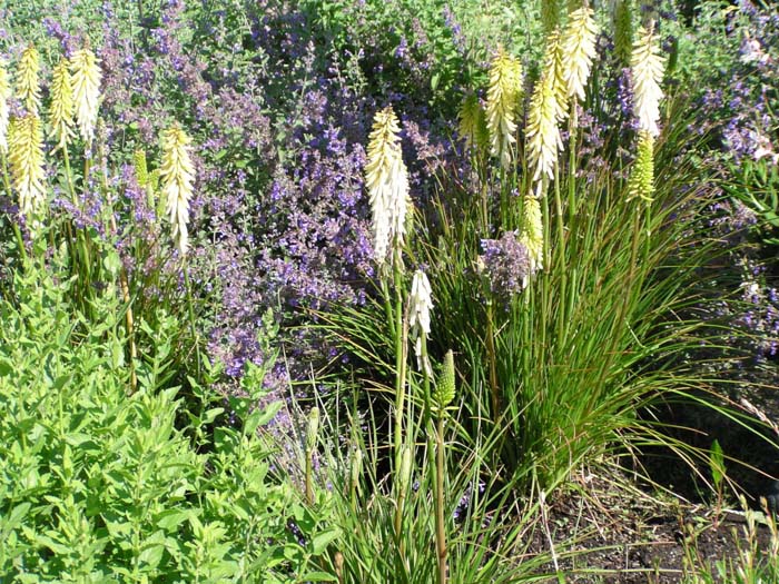 Plant photo of: Kniphofia 'Little Maid'