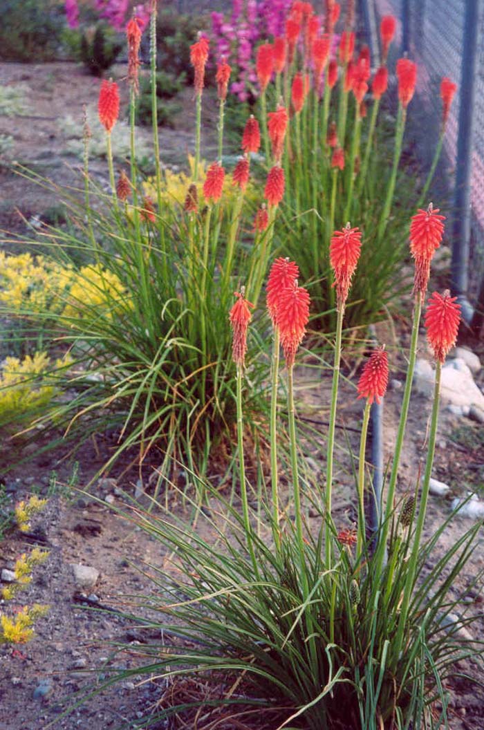 Kniphofia galpinii 'Orange Flame'