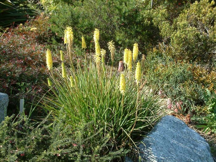 Kniphofia uvaria 'Malibu Yellow'
