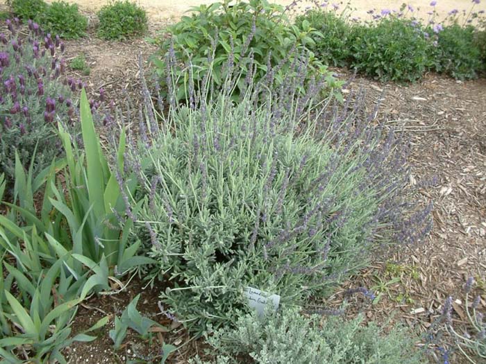 Lavandula 'Goodwin Creek Grey'