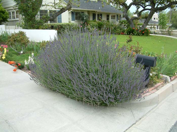 Lavandula X heterophylla