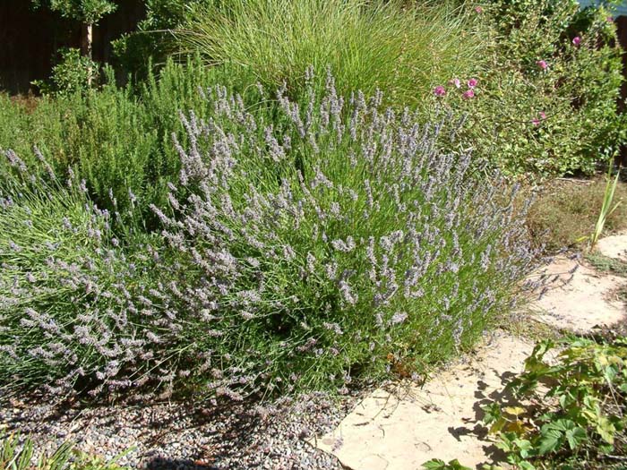 Plant photo of: Lavandula angustifolia