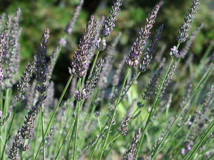 Plant photo of: Lavandula angustifolia