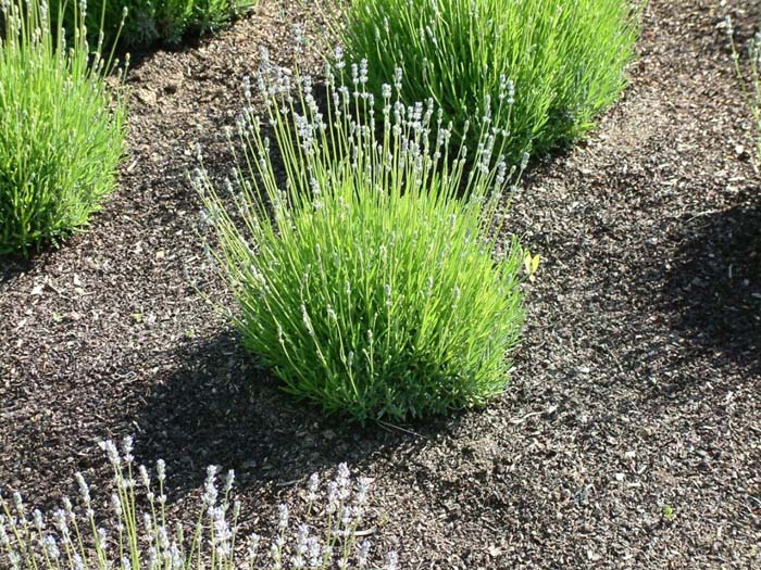 Lavandula angustifolia 'Martha Roderick'