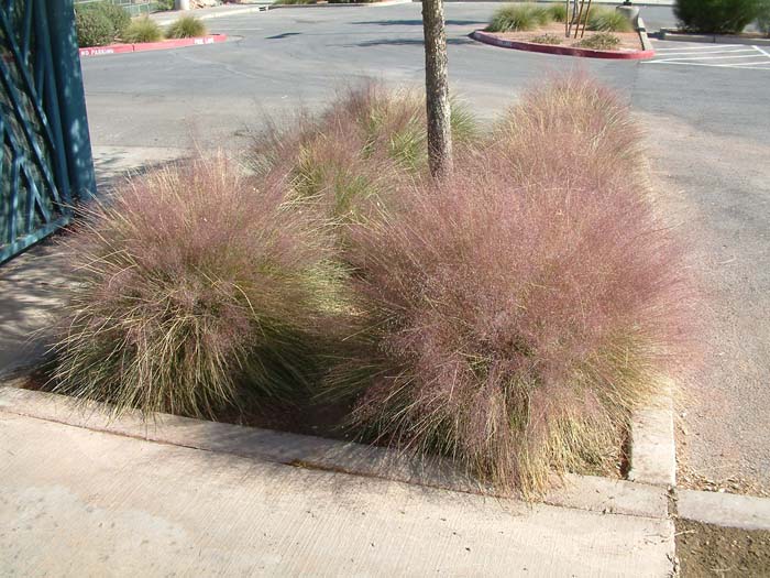 Plant photo of: Muhlenbergia capillaris 'Regal Mist'