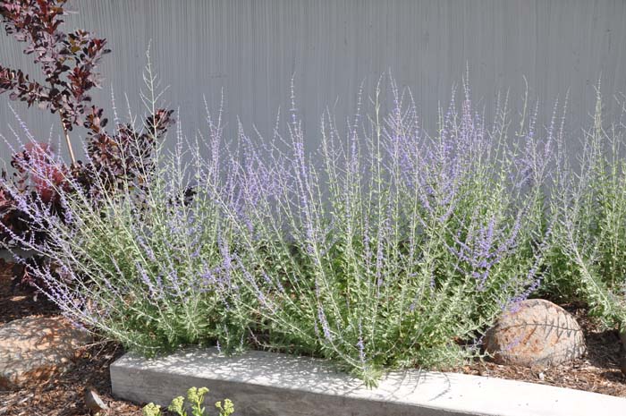 Plant photo of: Perovskia 'Blue Spire'