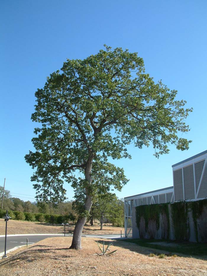 Plant photo of: Quercus douglasii