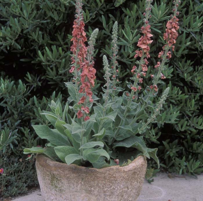 Verbascum 'Helen Johnson'