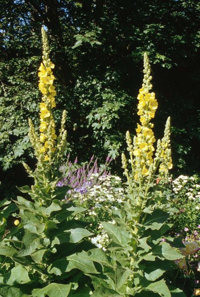 Plant photo of: Verbascum olympicum